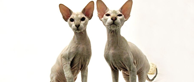 chat Peterbald